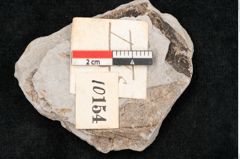 Foto (Objekt + Etikett) von Cinnamomum intermedium Ettingshausen (NHMW-GEO-2024-0188-10154)